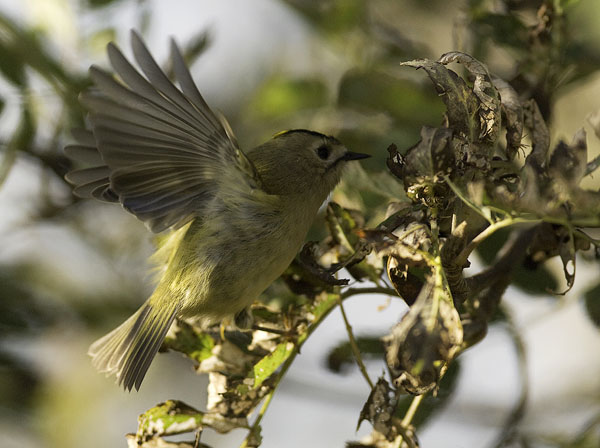 Hippiäinen, Goldcrest, Regulus regulus