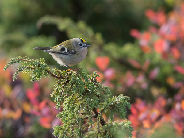 Hippiäinen, Goldcrest, Regulus regulus