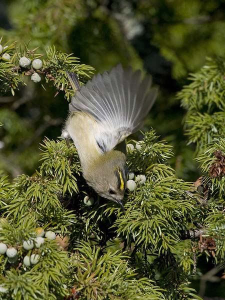 Hippiäinen, Goldcrest, Regulus regulus
