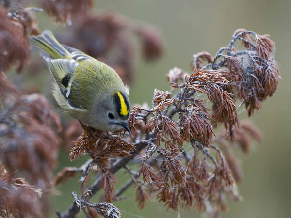 Hippiäinen, Goldcrest, Regulus regulus
