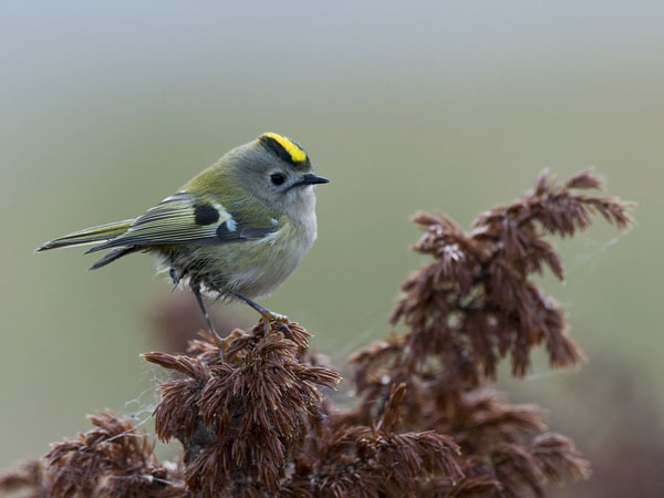 Hippiäinen, Goldcrest, Regulus regulus