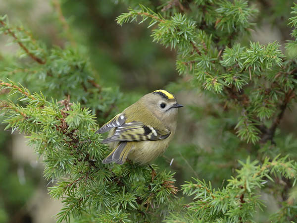 Hippiäinen, Goldcrest, Regulus regulus