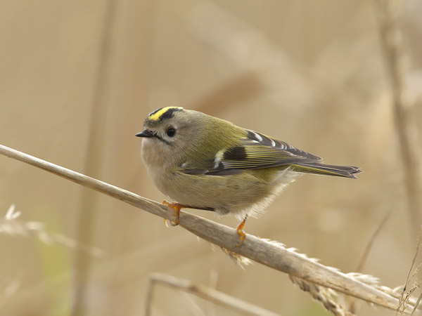 Hippiäinen, Goldcrest, Regulus regulus