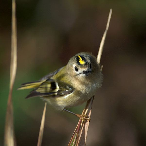Hippiäinen, Goldcrest, Regulus regulus