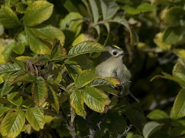 Hippiäinen, Goldcrest, Regulus regulus