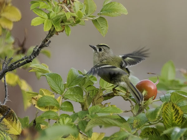 Hippiäinen, Goldcrest, Regulus regulus