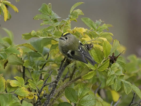 Hippiäinen, Goldcrest, Regulus regulus