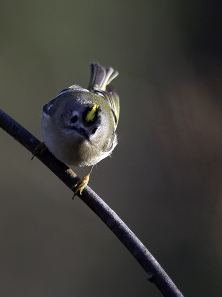 Hippiäinen, Goldcrest, Regulus regulus
