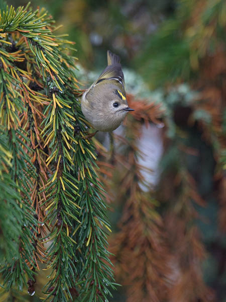 Hippiäinen, Goldcrest, Regulus regulus