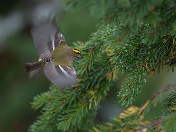 Hippiäinen, Goldcrest, Regulus regulus