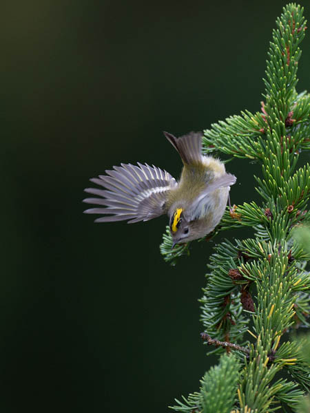 Hippiäinen, Goldcrest, Regulus regulus
