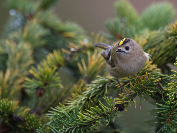 Hippiäinen, Goldcrest, Regulus regulus