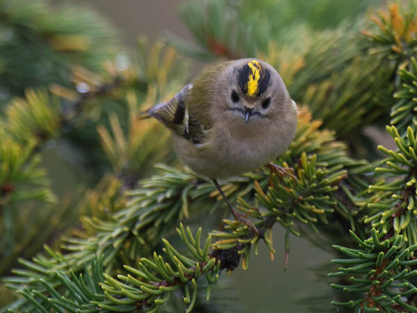 Hippiäinen, Goldcrest, Regulus regulus