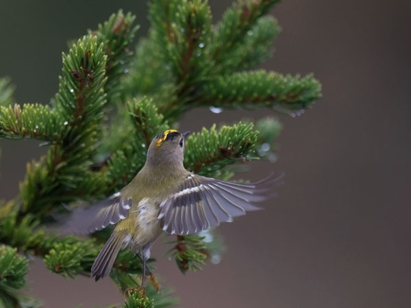 Hippiäinen, Goldcrest, Regulus regulus