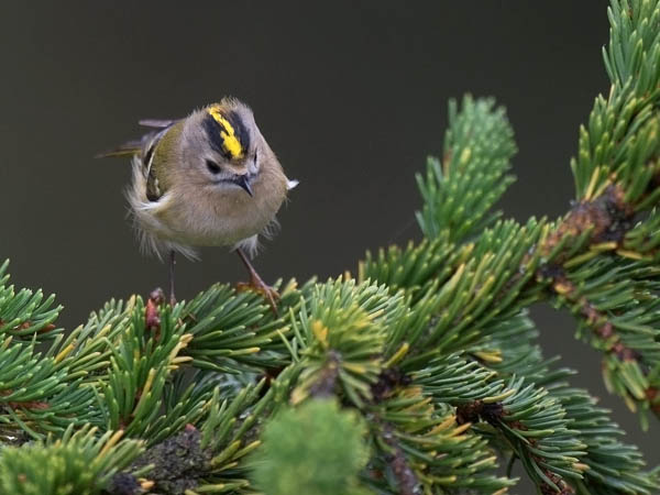 Hippiäinen, Goldcrest, Regulus regulus