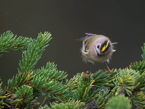 Hippiäinen, Goldcrest, Regulus regulus
