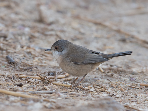 Samettipääkerttu, Sardinian Warbler, Sylvia melanocephala