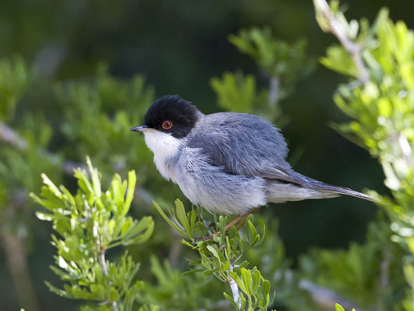 Samettipääkerttu, Sardinian Warbler, Sylvia melanocephala