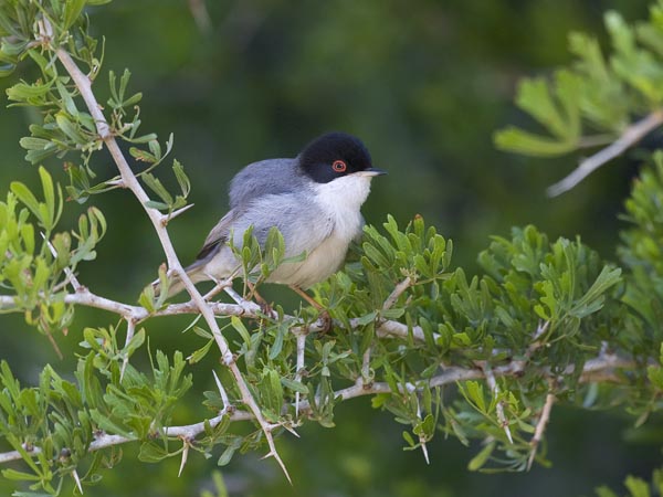 Samettipääkerttu, Sardinian Warbler, Sylvia melanocephala