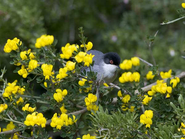 Samettipääkerttu, Sardinian Warbler, Sylvia melanocephala