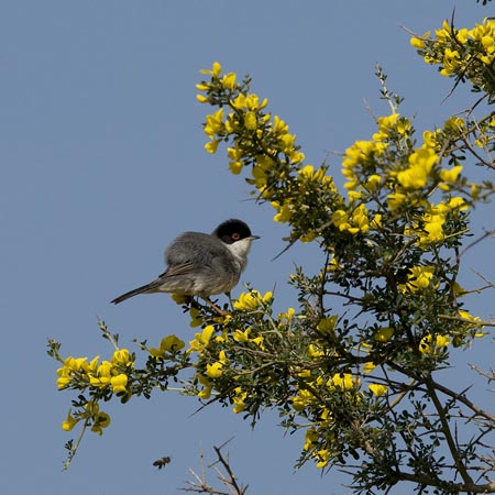 Samettipääkerttu, Sardinian Warbler, Sylvia melanocephala