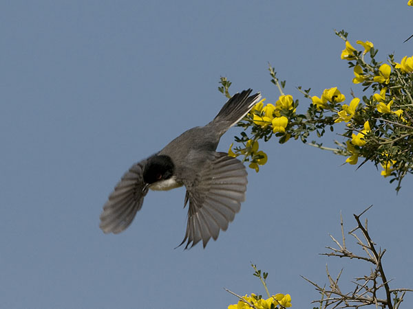 Samettipääkerttu, Sardinian Warbler, Sylvia melanocephala