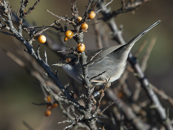 Samettipääkerttu, Sardinian Warbler, Sylvia melanocephala