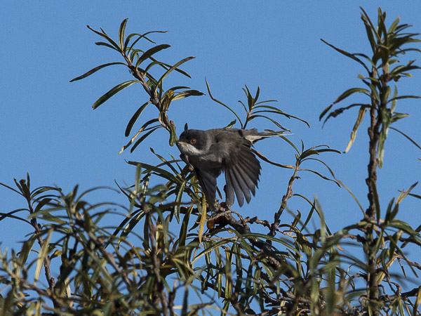 Samettipääkerttu, Sardinian Warbler, Sylvia melanocephala