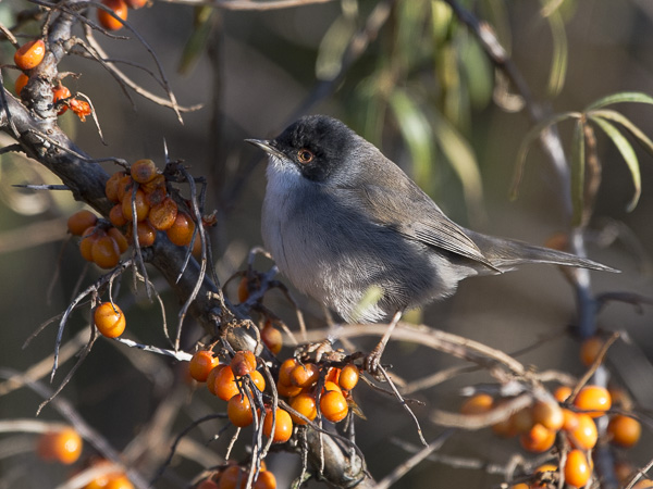 Samettipääkerttu, Sardinian Warbler, Sylvia melanocephala