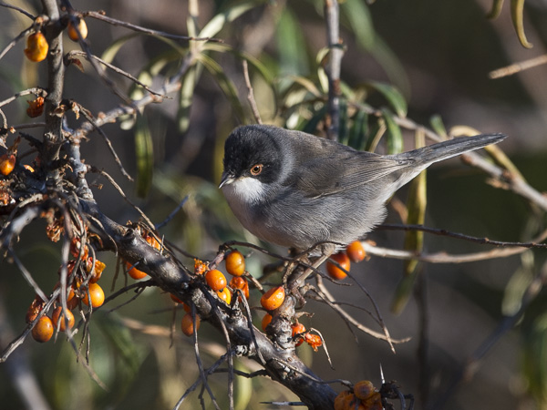 Samettipääkerttu, Sardinian Warbler, Sylvia melanocephala