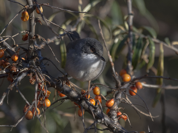 Samettipääkerttu, Sardinian Warbler, Sylvia melanocephala