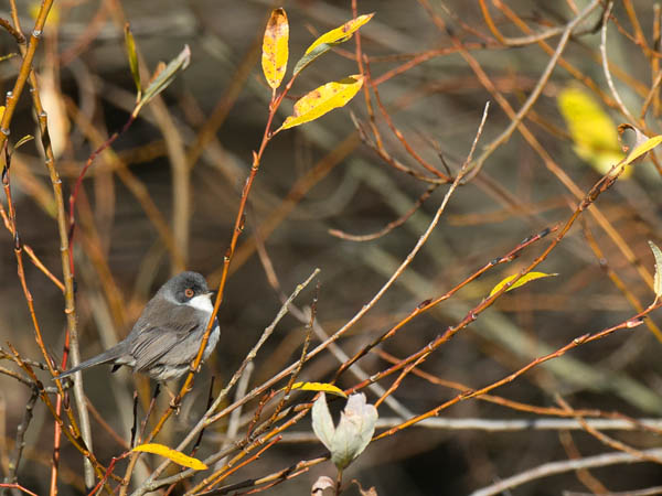 Samettipääkerttu, Sardinian Warbler, Sylvia melanocephala
