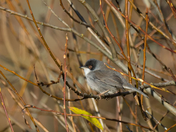 Samettipääkerttu, Sardinian Warbler, Sylvia melanocephala