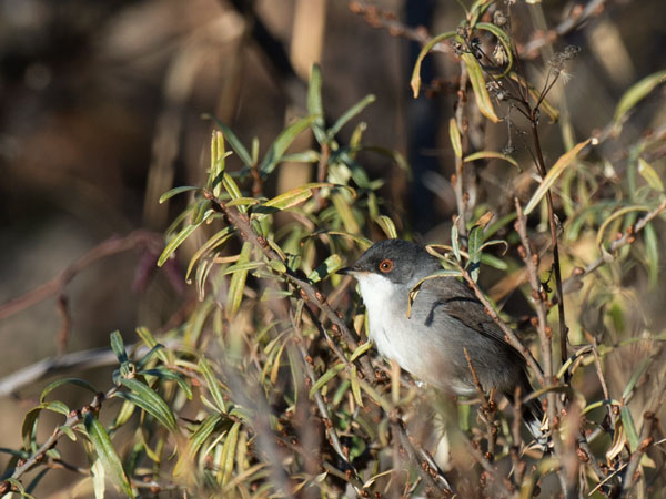 Samettipääkerttu, Sardinian Warbler, Sylvia melanocephala