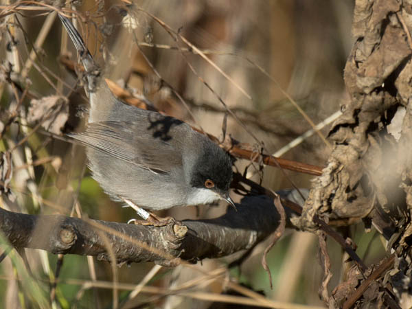 Samettipääkerttu, Sardinian Warbler, Sylvia melanocephala