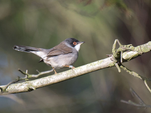 Samettipääkerttu, Sardinian Warbler, Sylvia melanocephala