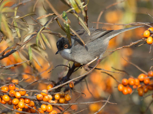Samettipääkerttu, Sardinian Warbler, Sylvia melanocephala