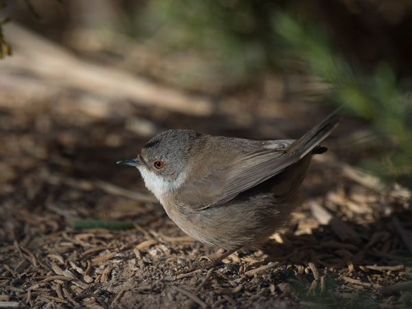 Samettipääkerttu, Sardinian Warbler, Sylvia melanocephala