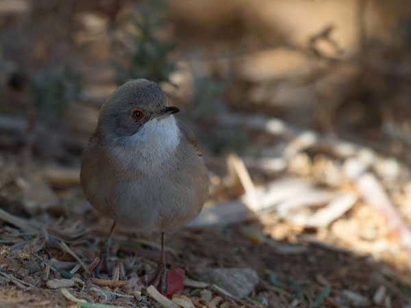 Samettipääkerttu, Sardinian Warbler, Sylvia melanocephala