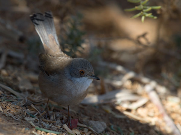 Samettipääkerttu, Sardinian Warbler, Sylvia melanocephala