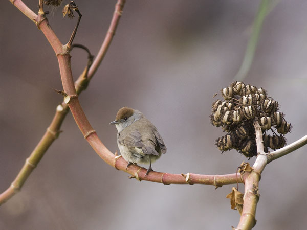 Mustapääkerttu, Blackcap, Sylvia atricapilla