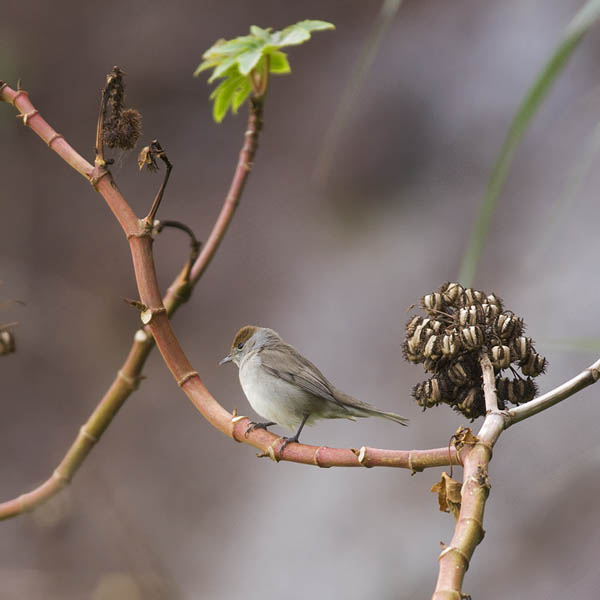 Mustapääkerttu, Blackcap, Sylvia atricapilla