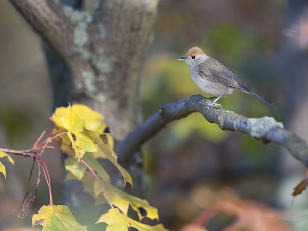 Mustapääkerttu, Blackcap, Sylvia atricapilla