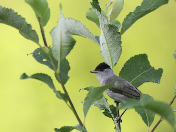 Mustapääkerttu, Blackcap, Sylvia atricapilla