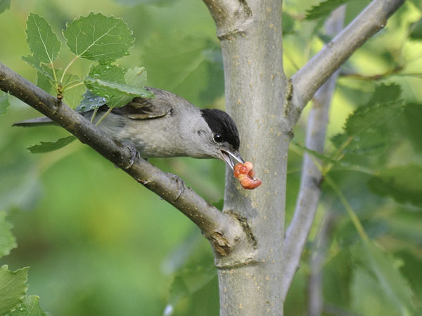 Mustapääkerttu, Blackcap, Sylvia atricapilla
