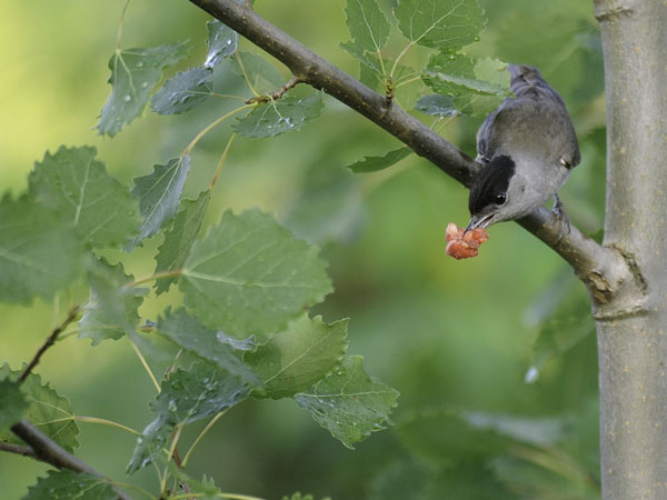 Mustapääkerttu, Blackcap, Sylvia atricapilla