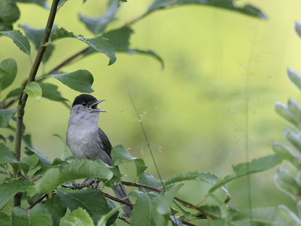 Mustapääkerttu, Blackcap, Sylvia atricapilla