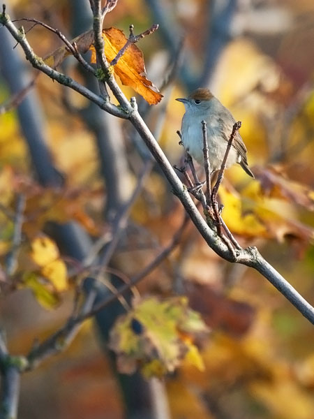 Mustapääkerttu, Blackcap, Sylvia atricapilla