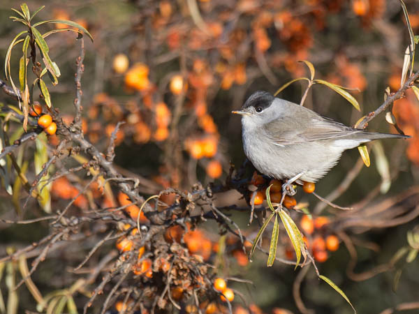 Mustapääkerttu, Blackcap, Sylvia atricapilla