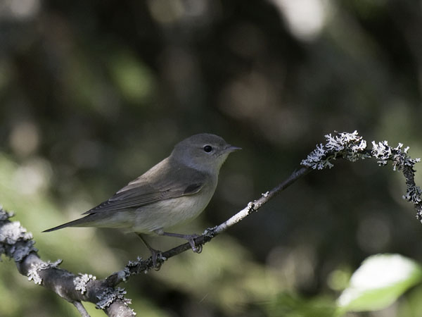 Lehtokerttu, Garden Warbler, Sylvia borin